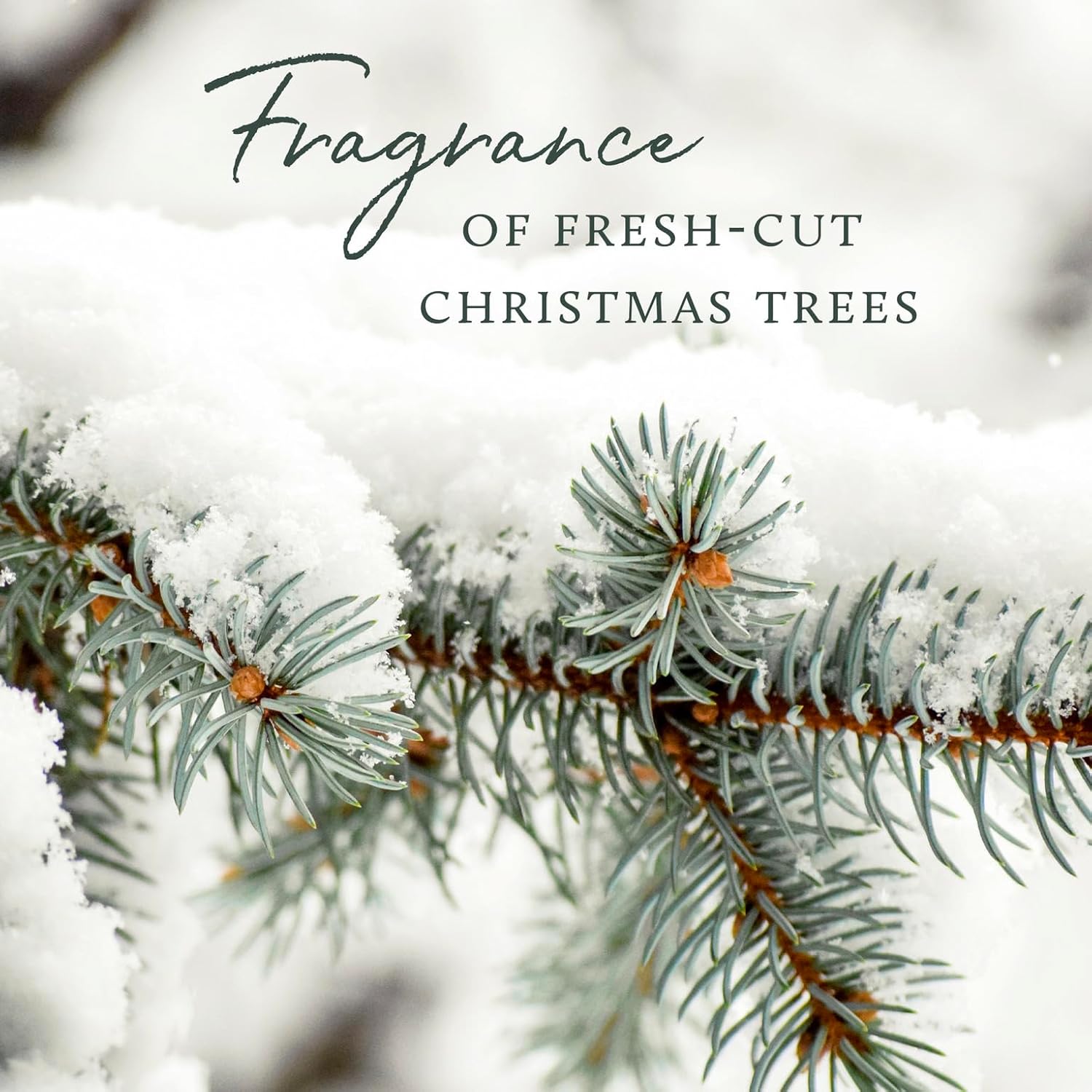 Thymes Frasier Fir Reed Diffuser Set - Green 4 fl oz